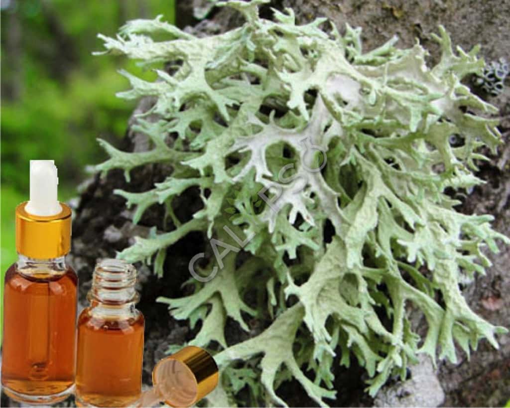 Buy 100% Pure Oakmoss Absolute Oil
